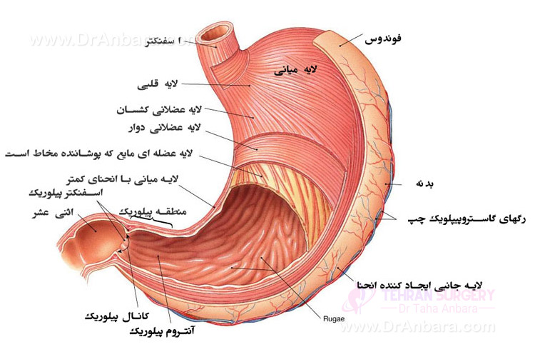 نقش معده در گوارش غذا