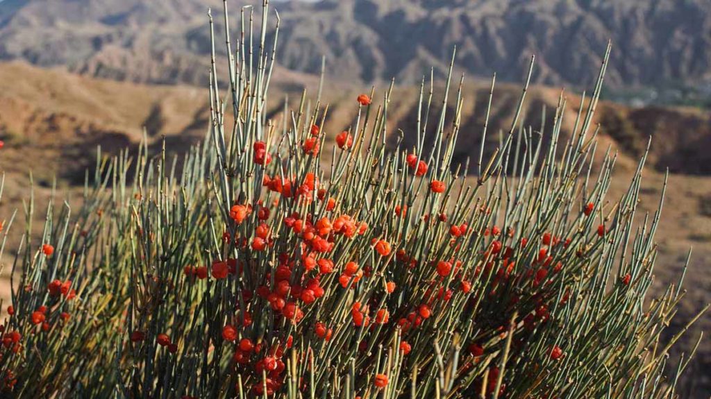 عکس گیاه افدرای چینی