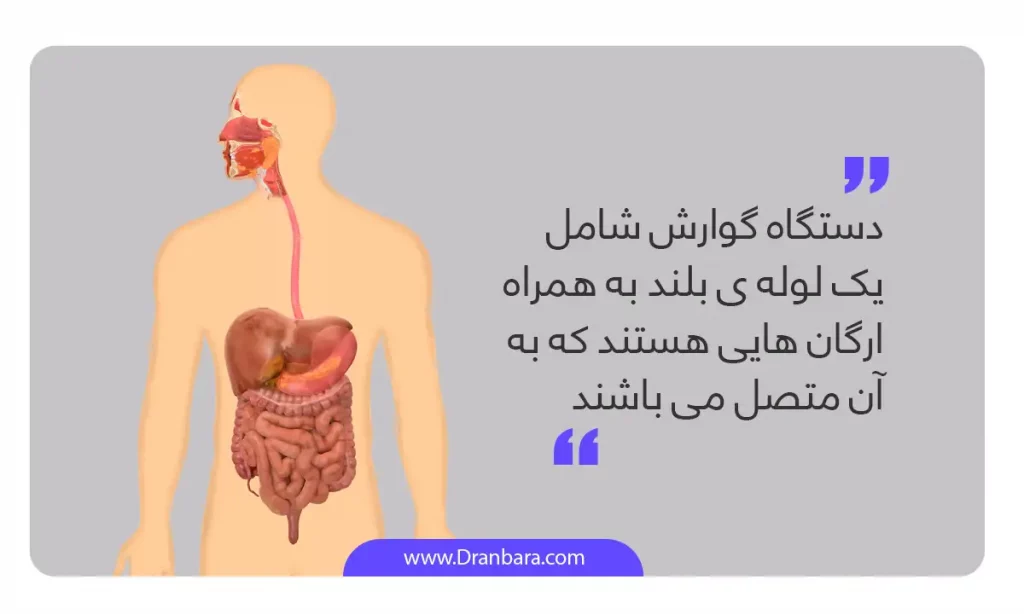 اینفوگرافی معرفی دستگاه گوارش