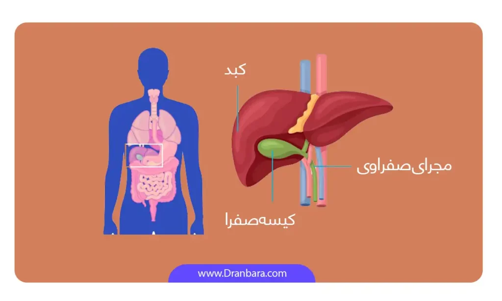 اینفوگرافی جایگاه کیسه صفرا